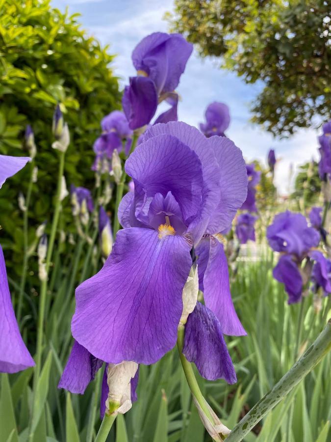 Iris Hotel Erbusco Eksteriør bilde
